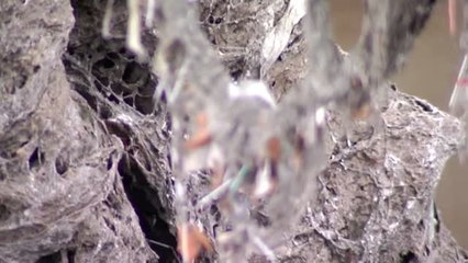 La depuradora de Valladolid, llena de kilos de las toallitas que se tiran por el baño