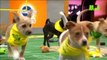 La XIV edición de la Puppy Bowl llega para crear conciencia sobre las adopciones de mascotas