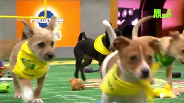 La XIV edición de la Puppy Bowl llega para crear conciencia sobre las adopciones de mascotas