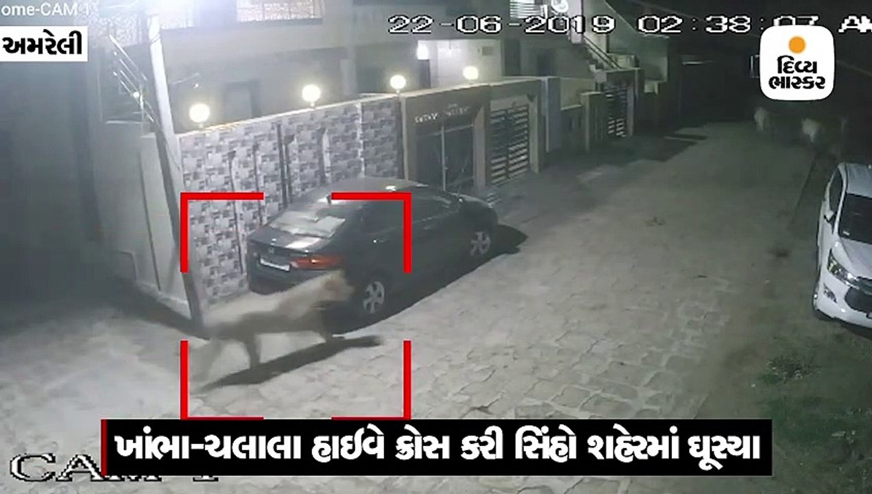 ખાંભા-ચલાલા હાઇવે ક્રોસ કરી સિંહો શહેરમાં ઘૂસ્ય...