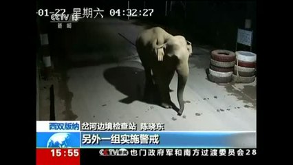 Un elefante salvaje burla los controles fronterizos entre China y Laos
