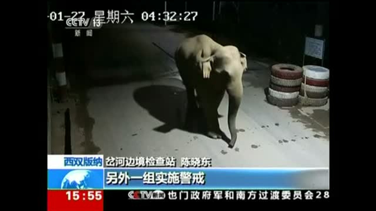 Un elefante salvaje burla los controles fronterizos entre China y Laos