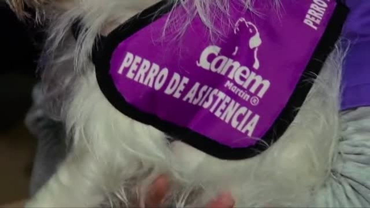 Mascotas para mejorar el bienestar de sus dueños