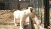 Nace el primer león blanco en cautiverio en México