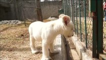 Nace el primer león blanco en cautiverio en México