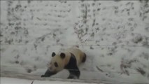 Una hembra de panda disfruta de la nieve en el Noreste de China