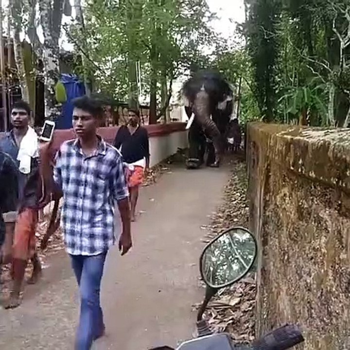 Thug eliphant , robing house