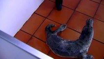 La cría de foca que apareció en A Guarda (Pontevedra) se recupera favorablemente en el CEMMA