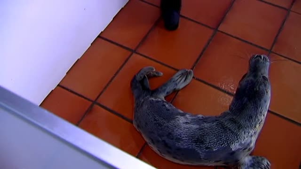 La cría de foca que apareció en A Guarda (Pontevedra) se recupera favorablemente en el CEMMA