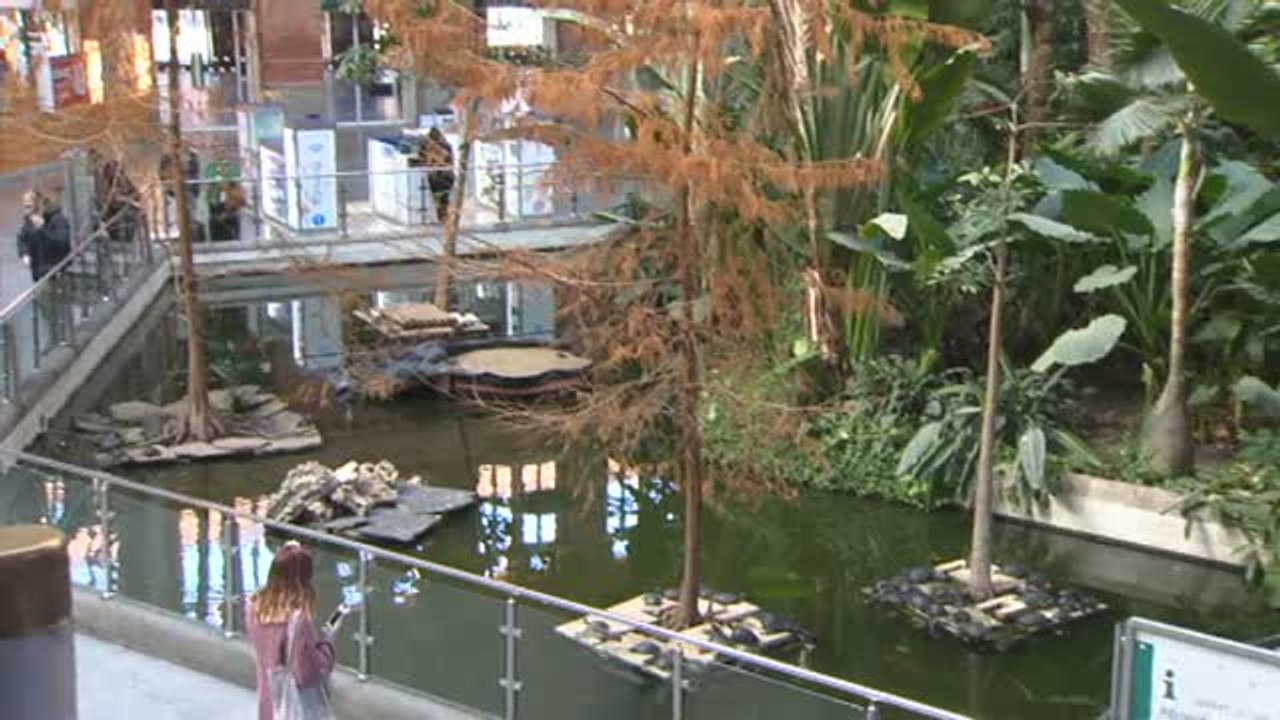 Las tortugas de la Estación de Atocha dicen adiós tras más de 20 años