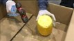 La policía incauta 745 kilos de cocaína ocultos en el interior de piñas