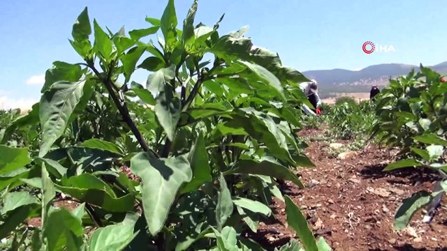 Kırmızı biber üreticilerinden fiyat uyarısı