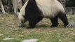 Dos pandas gigantes disfrutarán de comida fresca en su vuelo de China a Finlandia