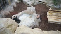 Primera aparición pública de Yuan Meng, el primer cachorro de panda gigante nacido en Francia