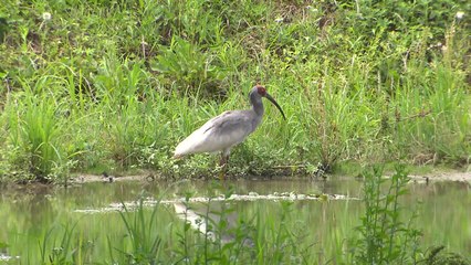 방사된 따오기 야생에 적응 중...지나친 관심은 금물 / YTN