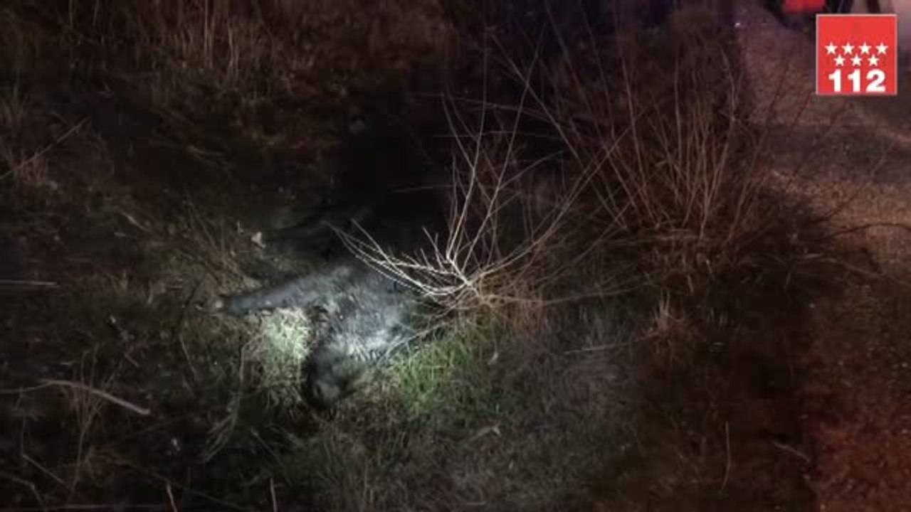 Tres heridos en un accidente de tráfico en Madrid al tratar de esquivar a cuatro jabalíes