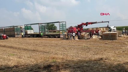 OSMANİYE KADİRLİ'DE TIR DEVRİLDİ TAVUKLAR TELEF OLDU