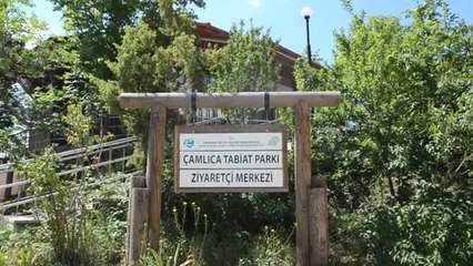 Yaban hayatı hayvan tahnitleri ile tanıtılıyor