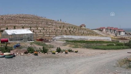 Iğdır'da yetiştirilen çiçekler Cumhurbaşkanlığı Külliyesi'ni süsleyecek