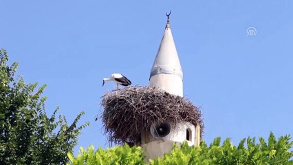 Çifte minare leyleklerin yuvası oldu - IĞDIR