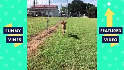 TRY NOT TO LAUGH - BAD DAY?? WATCH THESE FUNNY ANIMALS!