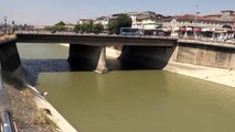 Asi Nehri'nde balık ölümleri - HATAY