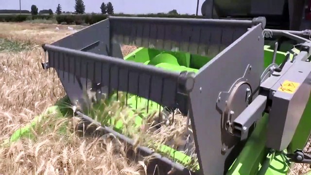 Yerli buğdayda bereketli hasat - ŞANLIURFA