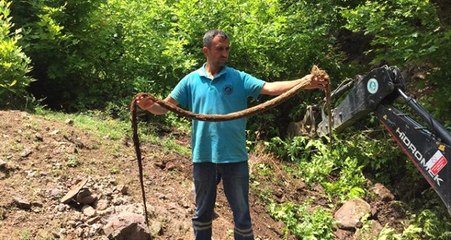 İçme suyu hattından çıkan 3 metrelik "kunduz" görenleri şaşkına çevirdi