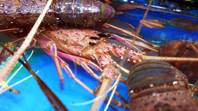 Japanese Street Food - PINK LOBSTERS Sashimi Baked Lobster Okinawa Seafood Japan