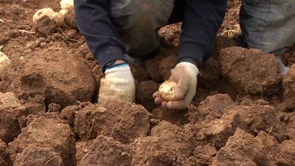 감자 농가 위기 탈출 위해 '지원사격' / YTN