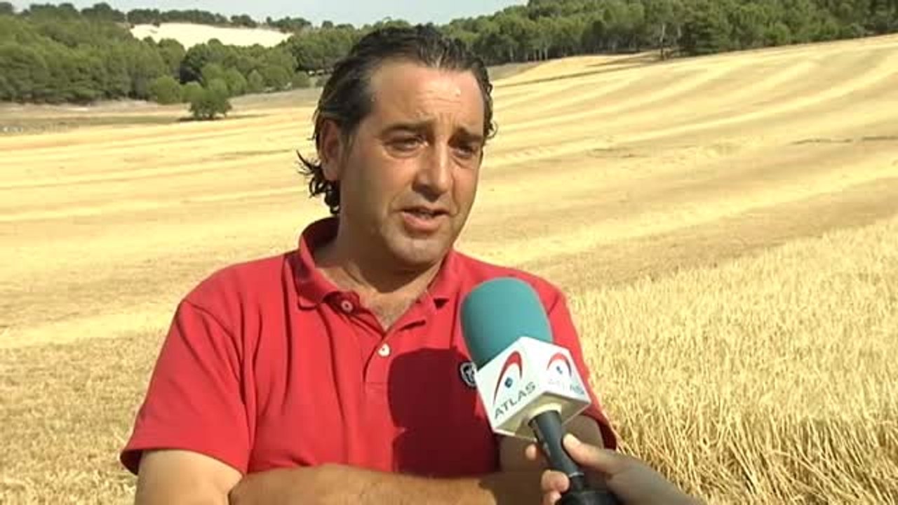 La sequía arruina la cosecha de cereal