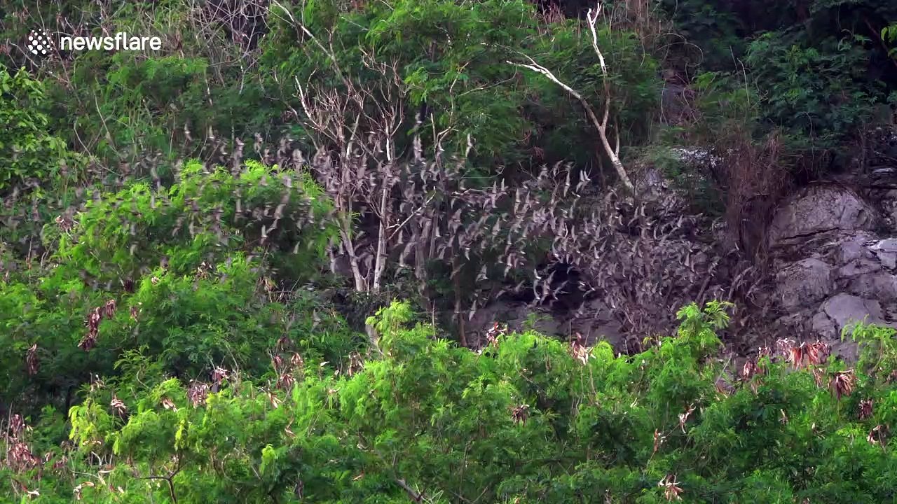 Millions of bats fly out of a cave in Thailand