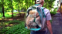 Voici le sac à dos parfait pour promener votre chat