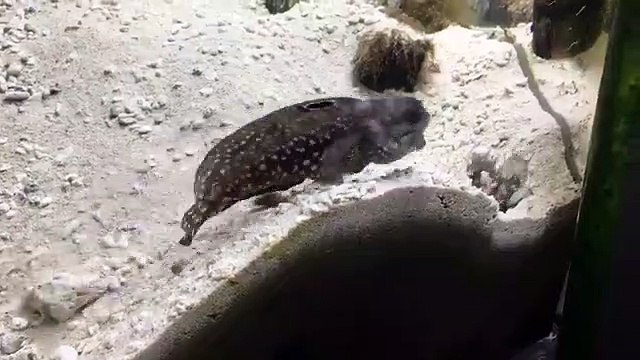 Les poissons aussi ont des querelles de voisinage