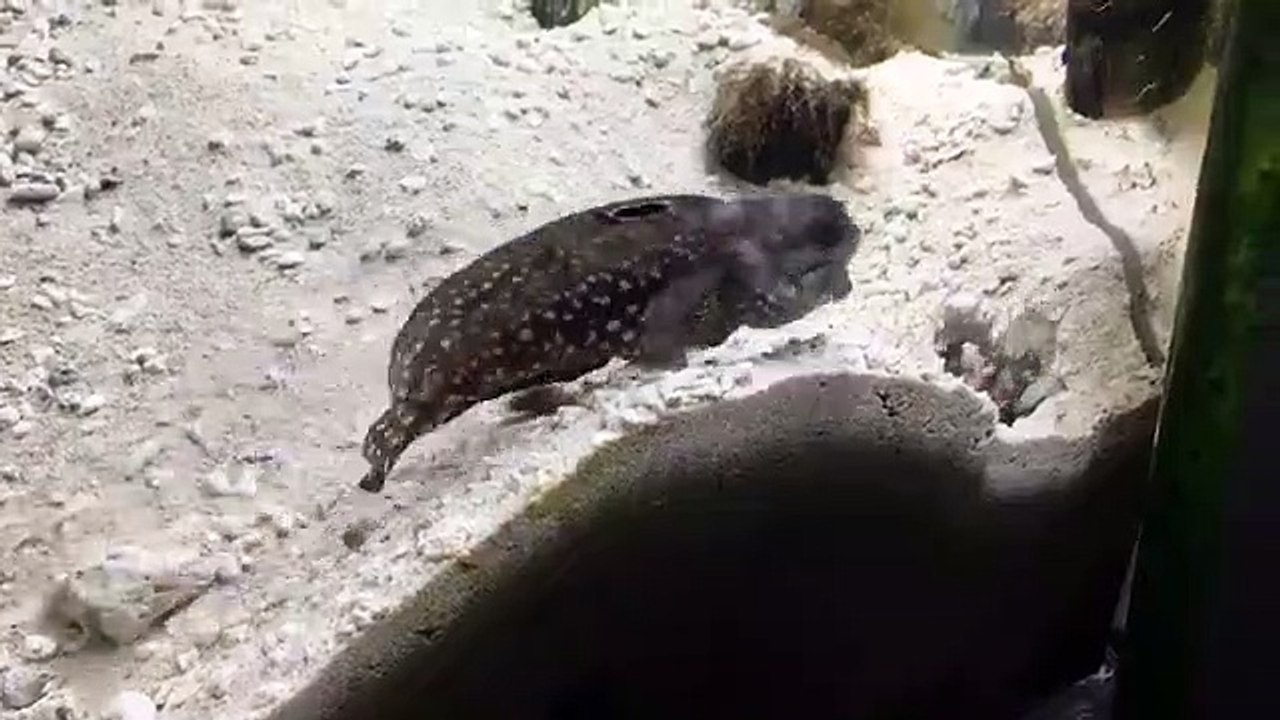 Les poissons aussi ont des querelles de voisinage