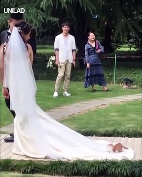 Ne jamais emmener un chat à un mariage... Regardez pourquoi