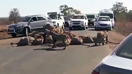 Cette meute de lions envahit la route pour le repas et bloque la circulation