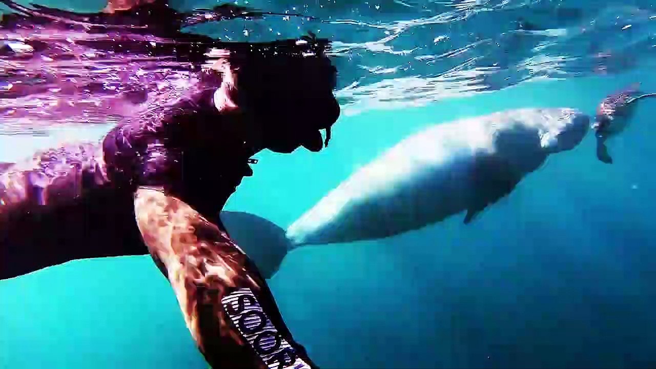 Un dugong joue avec une tortue en la poussant