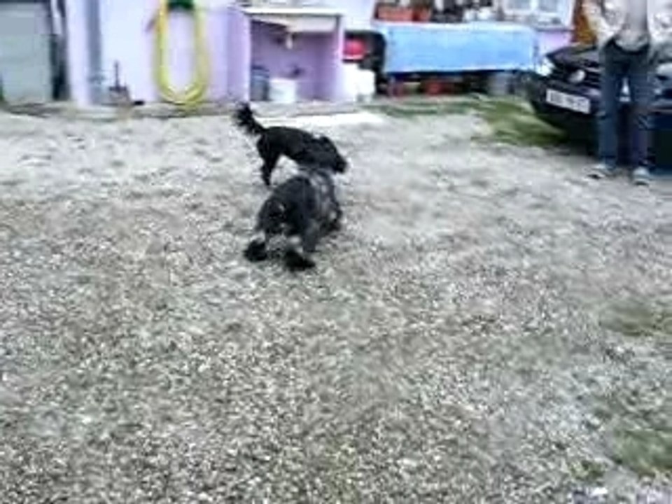 COYOTTE ET BELLE