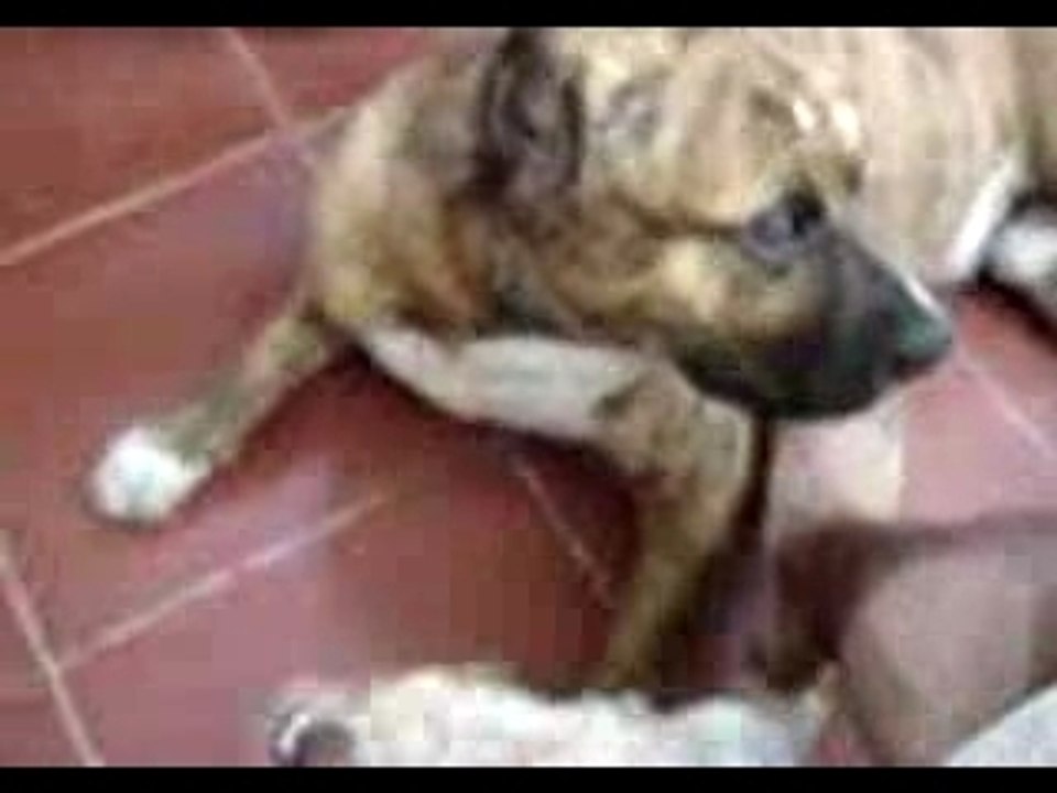 Brutal pitbull fight !!!