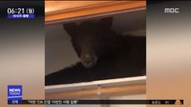[이시각 세계] 美 가정집 옷장에 자리 잡은 '곰'