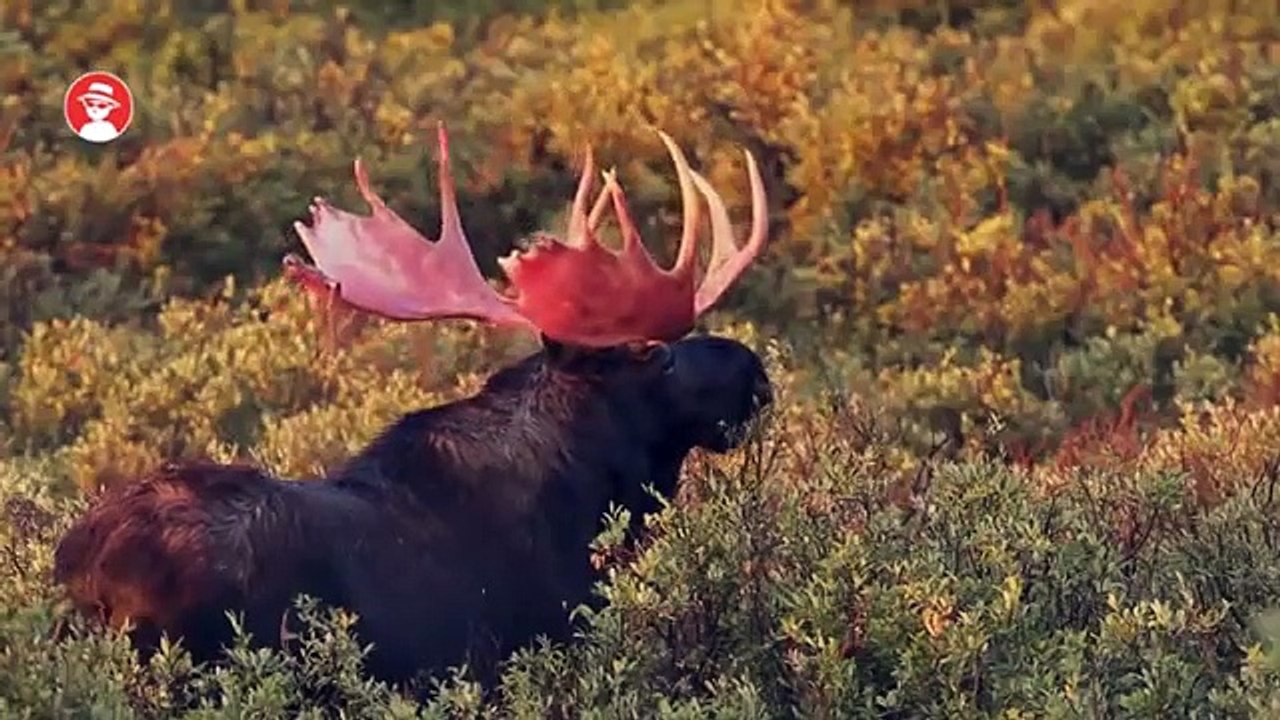 7 BATALHAS DE ANIMAIS GRAVADAS EM VÍDEO 4 - YouTube (360p)