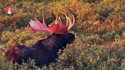 7 BATALHAS DE ANIMAIS GRAVADAS EM VÍDEO 4 - YouTube (360p)