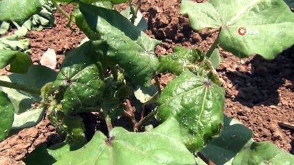 - Pamuk üreticileri haşerelerden dertli