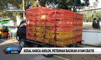 Kesal Harga Anjlok, Peternak di Solo Bagikan Ayam Gratis