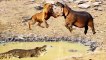 Big battle of Hippo vs Lion,Elephant,Crocodile - Moment Mother Elephant try to bring the baby ashore