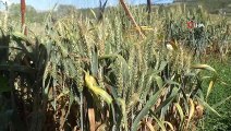 Küresel ısınma buğdayı vurdu, Türk bilim adamları da çaresini buldu
