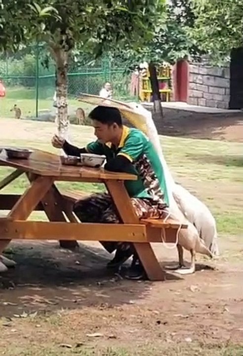 This pelican interrupting lunch