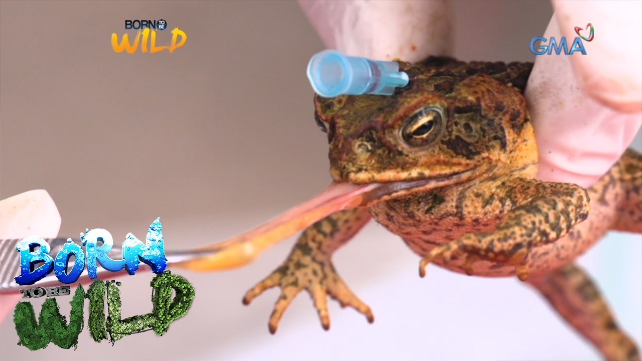 Born to Be Wild: Cane toads and their food