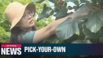 'Pick-your-own' farms offer safe, fresh produce with cheaper price tag
